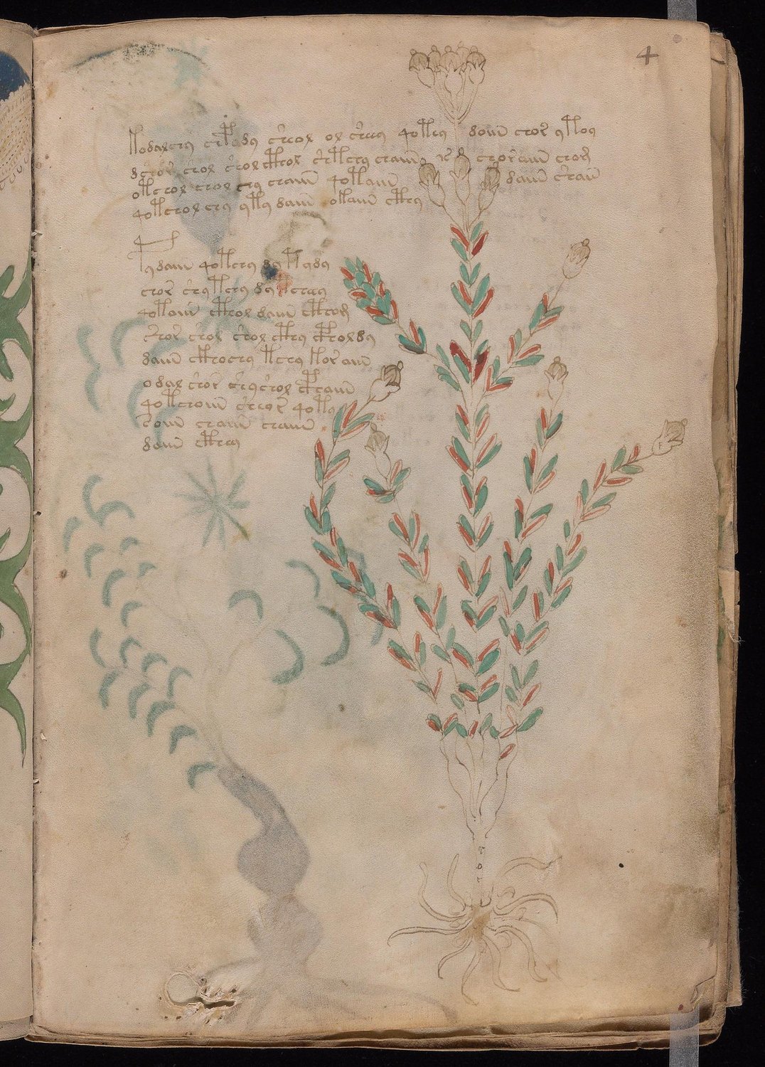 Herbal Page 7